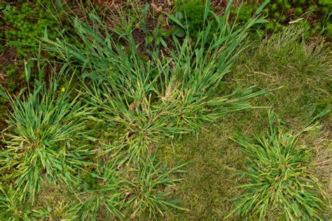 How To Get Rid Of Crabgrass Organically (& Why You Might Want To Keep It)