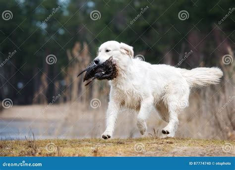 Hunting Golden Retriever Dog Carrying a Duck Stock Photo - Image of ...