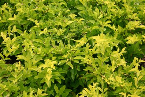 File:Golden Duranta.jpg - Wikimedia Commons