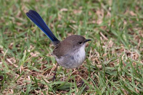 Superb Blue Wren, female. | Animals, Photoshop, Superb