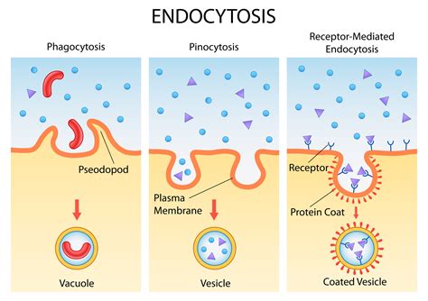 Endocytosis Diagram