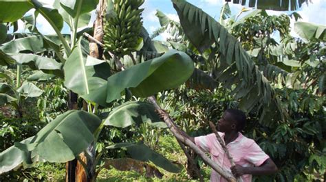 How you can grow bananas successfully - Daily Monitor