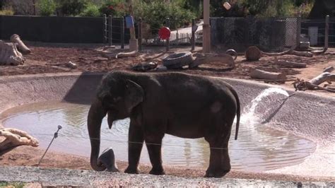 Phoenix Zoo's amazing animals