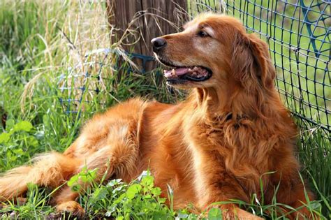 Golden Retriever Rescues In Michigan (Adopt A Golden Retriever Near You ...