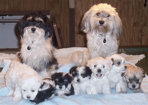 What You Should Know About Havanese Puppies - puppieslove.net