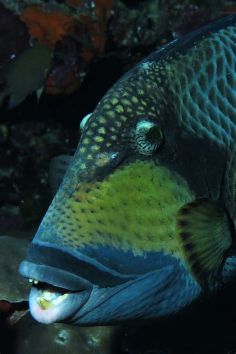 Photos: Meet the Ocean Animals with the Wildest Teeth - Oceana USA