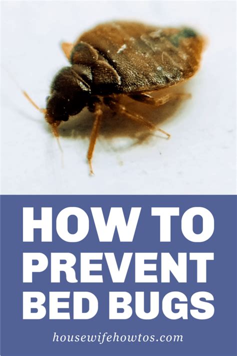 How To Protect Yourself From Bed Bugs At Night - Hanaposy