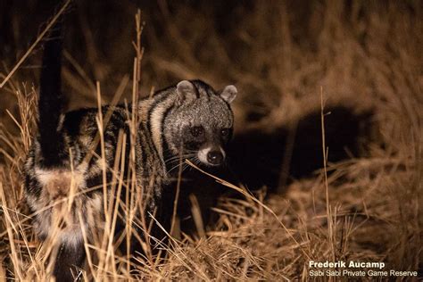 African Civet | Sabi Sabi Private Game Reserve Blog