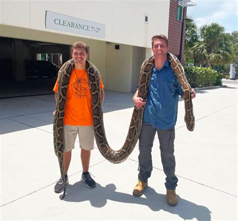 Snake hunters nab 19-foot-long Burmese python in Florida