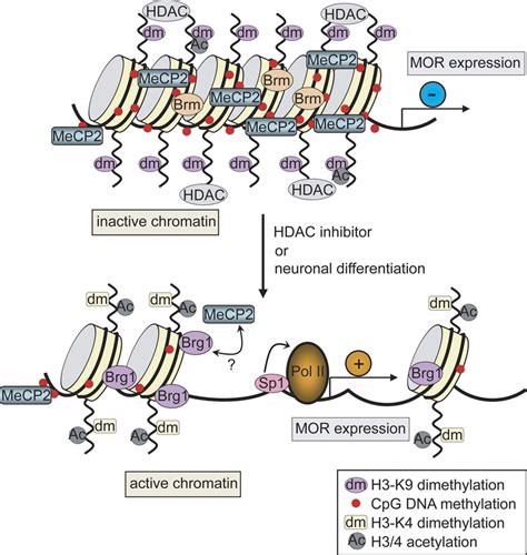 Proposed molecular mechanism for MOR gene regulation through chromatin... | Download Scientific ...