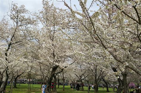 Washington DC Cherry Blossoms 2 |Run, Karla, Run! | Run, Karla, Run!