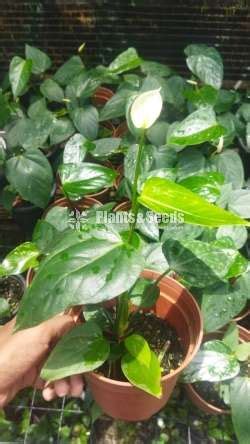 Table White -Netherland Anthurium - Plants And Seeds