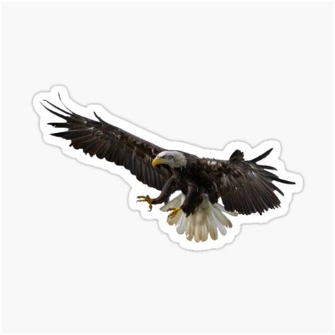 "Bald Eagle" Sticker for Sale by Shirasaya | Redbubble