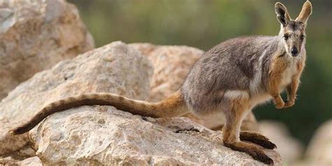 Rock wallaby - Alchetron, The Free Social Encyclopedia