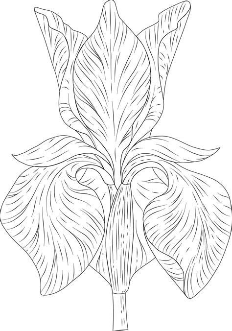 Premium Vector | Iris flower outline vector