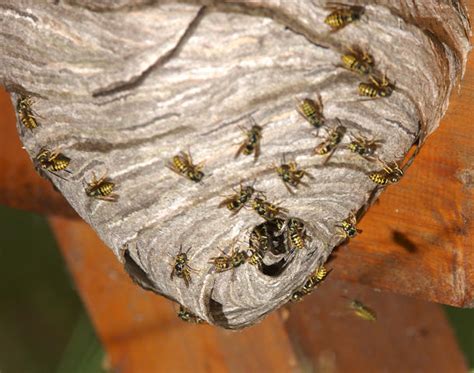 Will A Dead Wasp Repel Other Wasps? - Wasp Removal Toronto