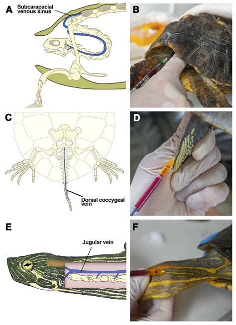 Venipuncture sites evaluated. A. Location of the subcarapacial venous... | Download Scientific ...