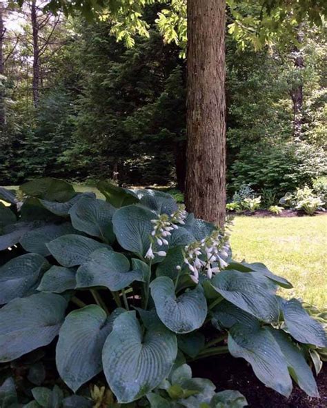 Are Hostas Good Under Trees? – World of Garden Plants