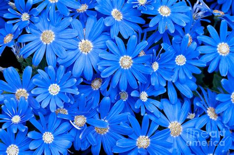 Blue Daisies Photograph by Oscar Gutierrez - Fine Art America