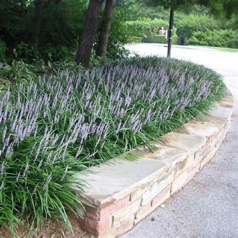 Big Blue Liriope | Monkey Grass | Lavender Flowers - PlantingTree