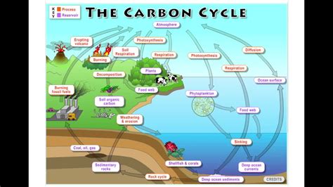 2B: The Global Carbon Cycle