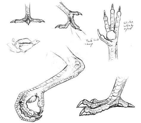 how to draw eagle feet - howtobehappywithhowyoulook