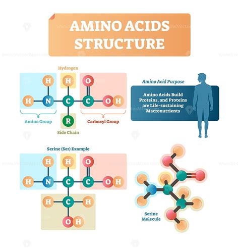 Amino acids structure vector illustration | Biology, Chemistry lessons, Amino acids