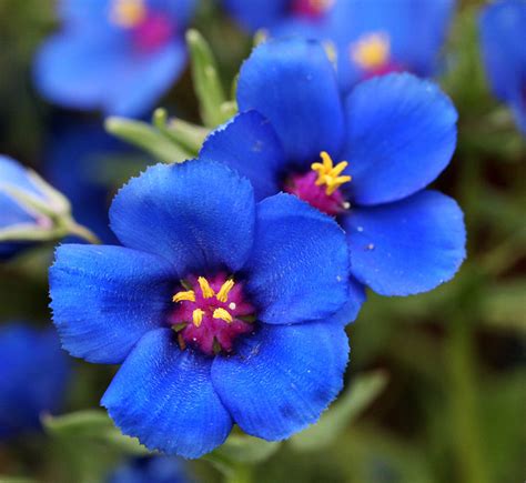 MANUAIS DE CULTIVO - PLANTAMUNDO: Blue Pimpernel - Anagalis sp