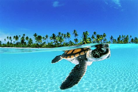 A Baby Green Sea Turtle Swimming Photograph by David Doubilet