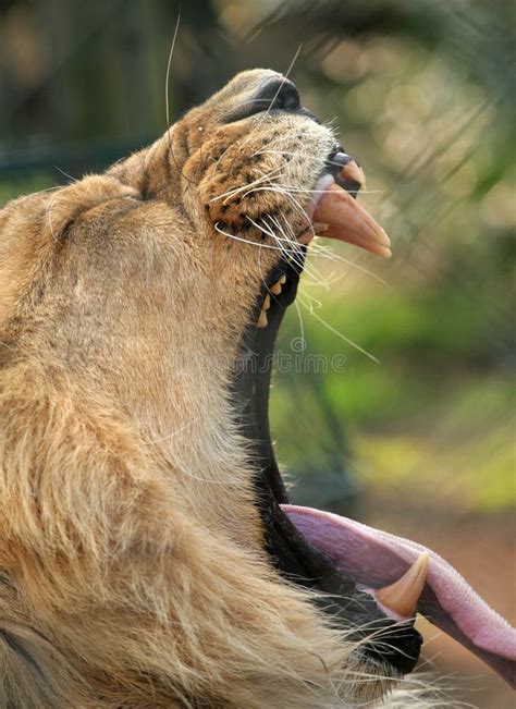 Lion Yawning Royalty Free Stock Photo - Image: 2414105