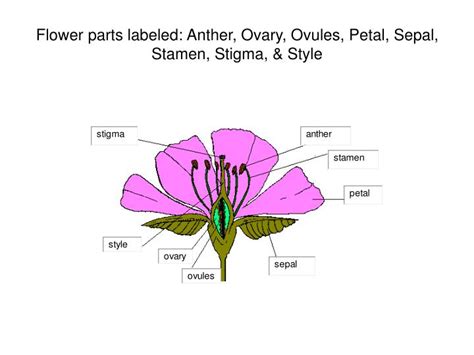 Ovary Of A Flower Diagram