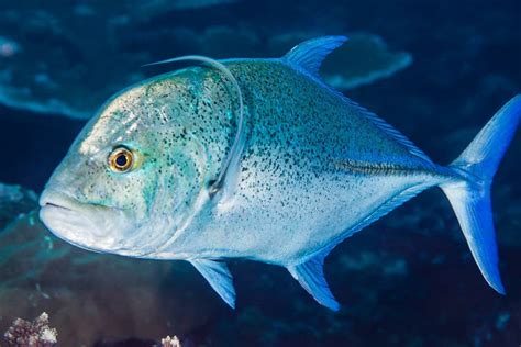 Schooling Bluefin Trevally in South Lombok - Two Fish Divers