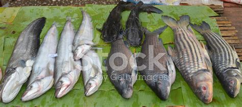 Mekong River Fish, Laos Stock Photo | Royalty-Free | FreeImages