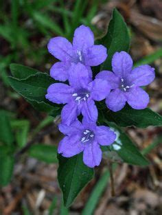 New Jersey Native Plants