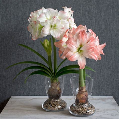 Amaryllis Bulbs In Glass | White Flower Farm