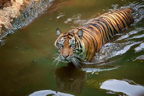 Premium Photo | Tiger swimming in the river