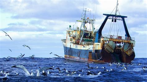 First ever high-seas conservation treaty would protect life in international waters | Science | AAAS