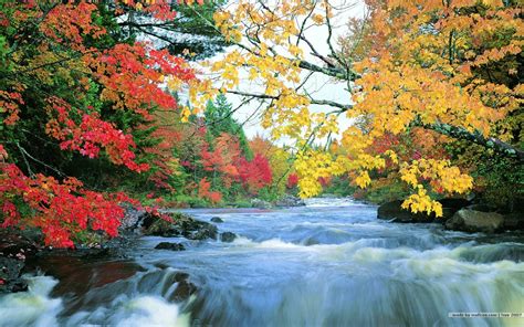 [77+] Free Fall Foliage Wallpaper on WallpaperSafari