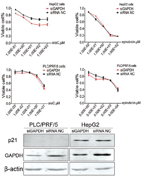 GAPDH expression knockdown resulted in reduced cell chemotherapy... | Download Scientific Diagram