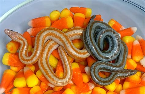 Giveaway | Rosy Boa Morphs