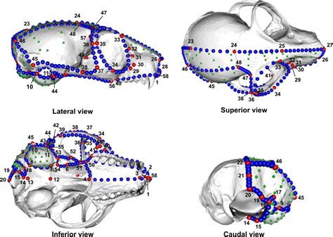 Do Muscles Constrain Skull Shape Evolution in Strepsirrhines? - Fabre ...