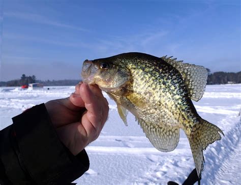 Crappie Fishing At Night In Winter - Expert Guide and Insider Tips | Crappie fishing, Ice ...