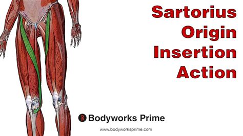 Sartorius Anatomy: Origin, Insertion & Action - YouTube