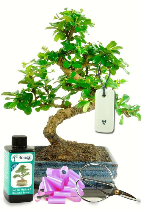 The Perfect Bonsai Tree Kit & Gift For Her