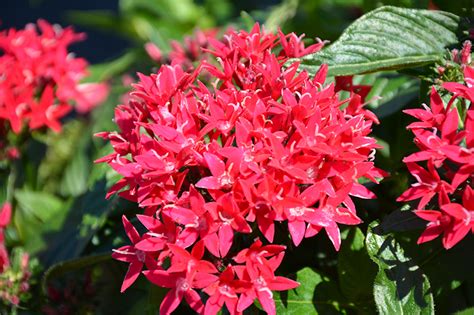 Lucky Star Lipstick Pentas (Pentas lanceolata 'PAS1357699') in New ...