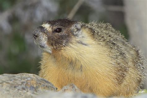 Yellow Bellied Marmot (Rock Chuck) Facts, Habitat, Diet, Pictures