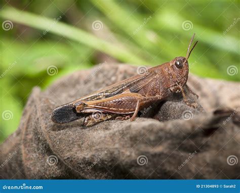 Brown Grasshopper In Natural Habitat Stock Photos - Image: 21304893