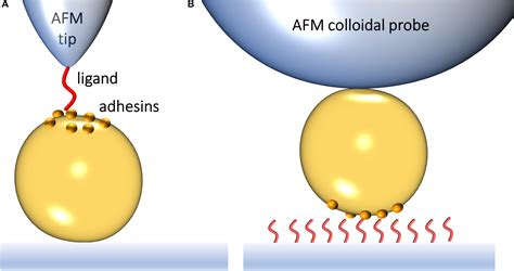 Frontiers Binding Strength Of Gram Positive Bacterial | Free Nude Porn ...