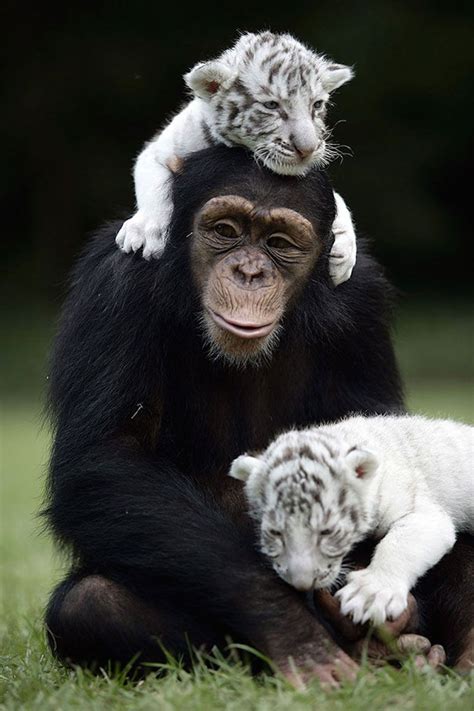 . Unusual Animal Friendships, Unlikely Animal Friends, Unusual Animals, Exotic Animals, True ...