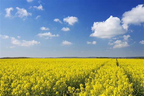 Alberta Farmers to Plant More Canola, Lentils in 2021